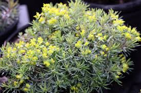 Euphorbia cyparissia 'Fens Ruby'