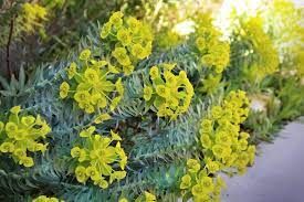  Euphorbia myrsinites