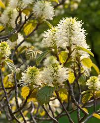 Fothergilla major