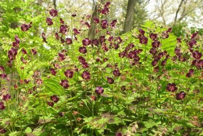 Geranium phaeum