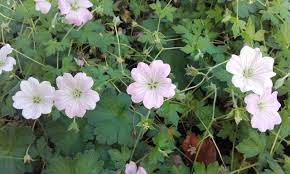  Geranium sanguineum lancastriense