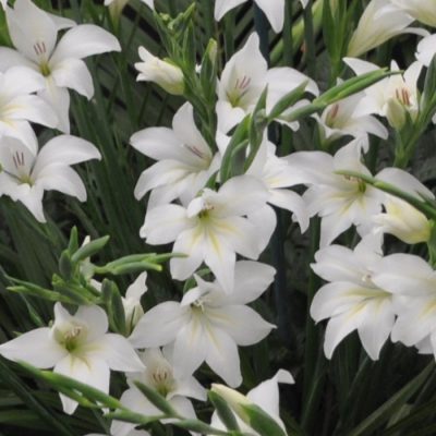  Gladiolus alba 'The Bride'