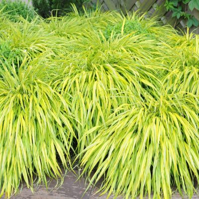  Hakonechloa macra 'Aboaurea'