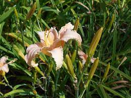  Hemerocallis 'Luxury Lace'