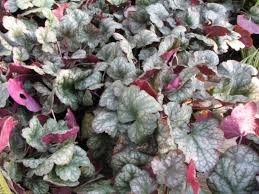  Heuchera 'Pewter Moon'