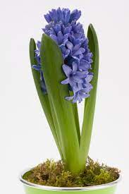  Hyacinthus Delt Blue