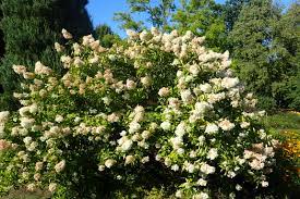  Hydrangea paniculata 'Grandiflora'