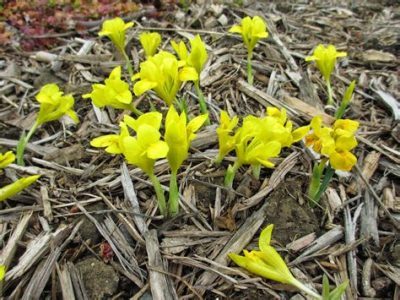  Iris donfordiae