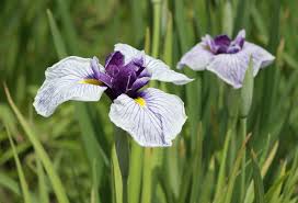 Iris laevigate