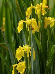  Iris pseudacorus