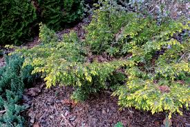  Juniperus communis 'Depressa Aurea'