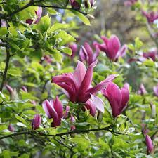  Magnolia liliiflora 'Nigra'