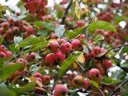  Malus Everest