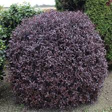 Pittosporum tenifolium 'Tom Thumb'