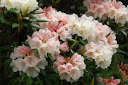 Rhododendron yakushimanum 'Grumpy'