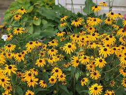  Rudbeckia fulgida var. sulivantii 'Goldstrum'