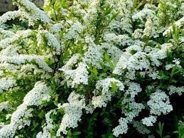 Spiraea Arguta