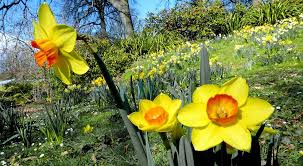  Spring bulbs planted in a lawn