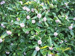  Spring. Daphne odora 'Aureomarginata'