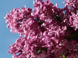  Syringa 'Michael Buchner'