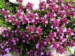  Thymus serphyllum 'Russetings'