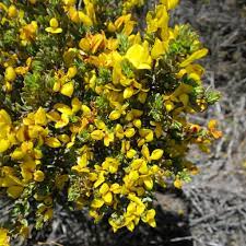  Ulex europaeus 'Flore Pleno'