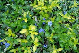 Vinca minor 'Illumination'