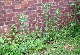 WeedyHero plants patch