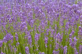  Lavendula angustifolia 'Munstead'