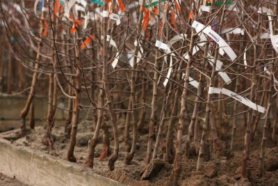 Bare root fruit trees.