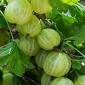 Gooseberry careless