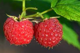 Raspberry 'Malling Jewel'