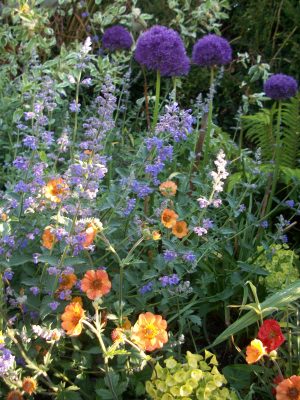 Nepta x faassenii 'Six Hills Gaint', Geum 'Totally Tan