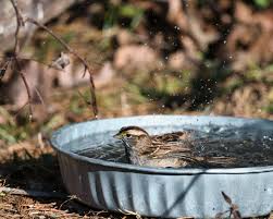 A small bowl pool can be used by many garden visits.