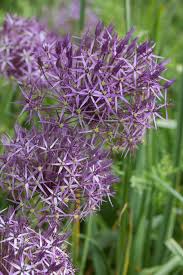  Allium cristophii