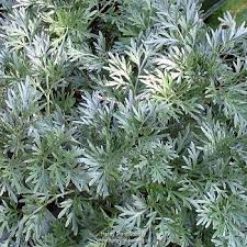  Artemisia absinthium 'Lambrokk Mist'