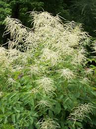 Aruncus dioicus 'Kneiffi'