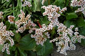 Berginia 'Sliverlight'