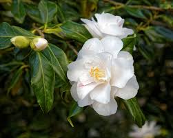  Camellia japonica 'Lady Vansihart'