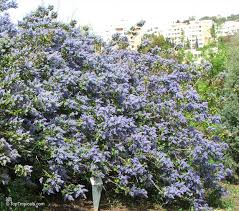 Ceanothus cascade
