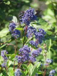  Ceanothus x delileanus 'gloire de versailles'