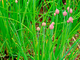  Chives