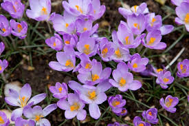  Crocus Advantage