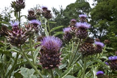 Cynara scolymus