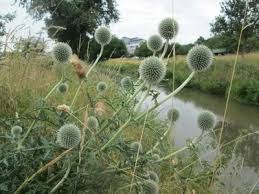 Echinops sphaerocephalus 'Arctic Glow'