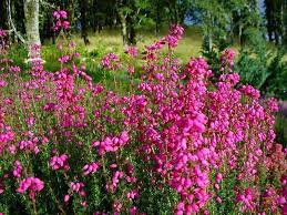 Erica carnea 'C.D Easor'