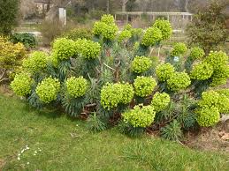 Euphorbia characias 'Burrow Sliver'