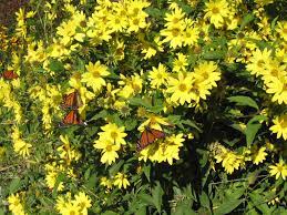 Helianthus Lemon Queen