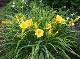  Hemerocallis 'Stella de Oro'