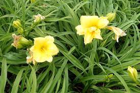  Hemerocallis 'Stella de oro'